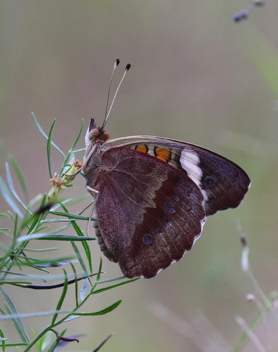 Common Buckeye - Fall form